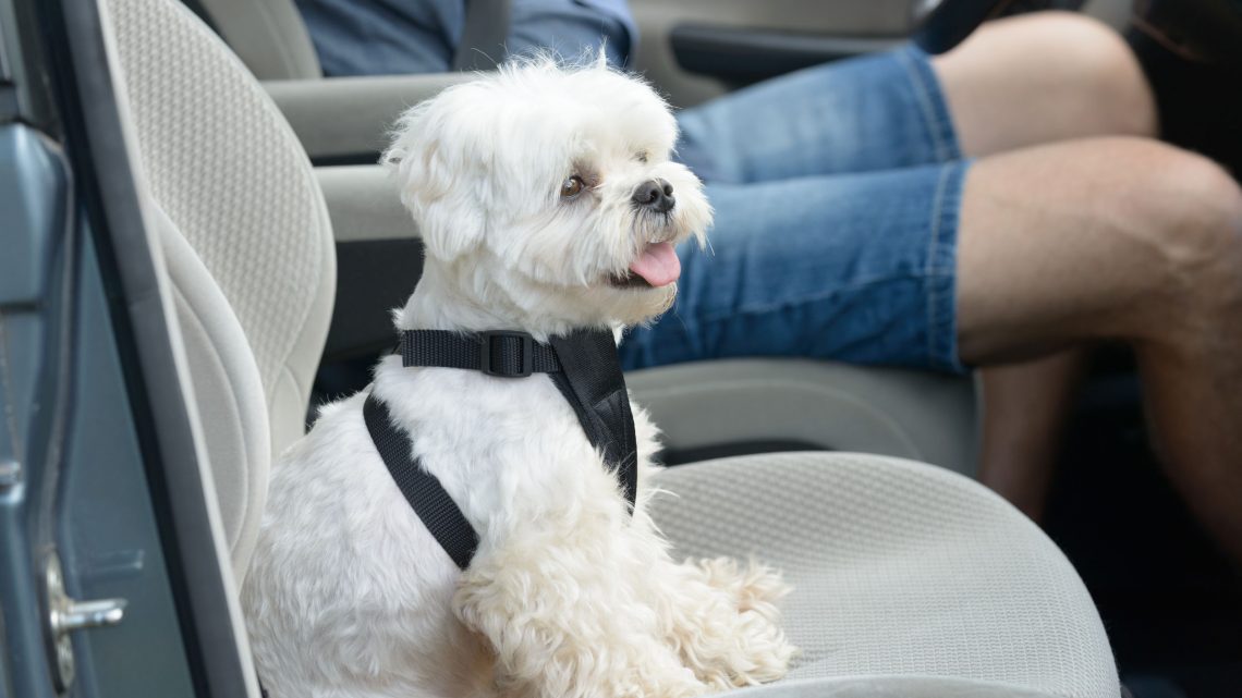 Assurance chien : le transport de chien en voiture