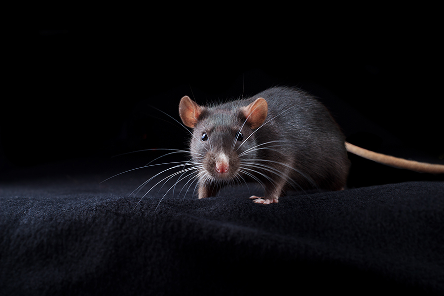 Quelle est la meilleure solution pour se débarrasser des rats ?